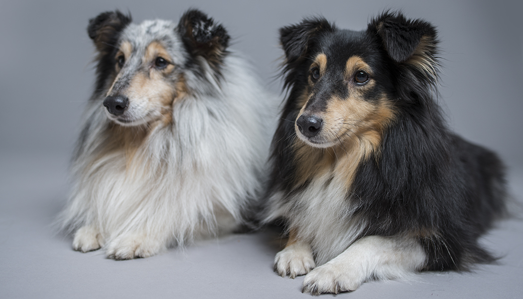 Hunde fotografieren - tolle Hundeporträts daheim und im Freien erstellen