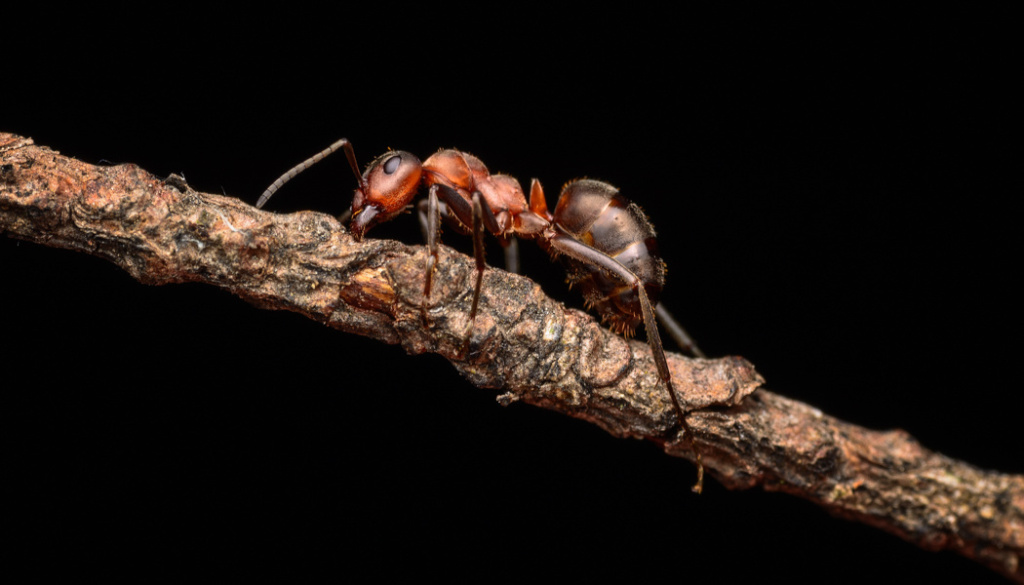 Wie fotografiert man Makros in der Natur - die Ameise