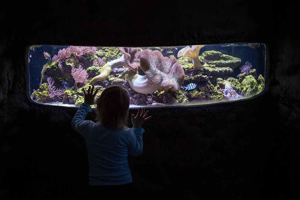 Kinder bei Gegenlicht fotografieren - das Aquarium