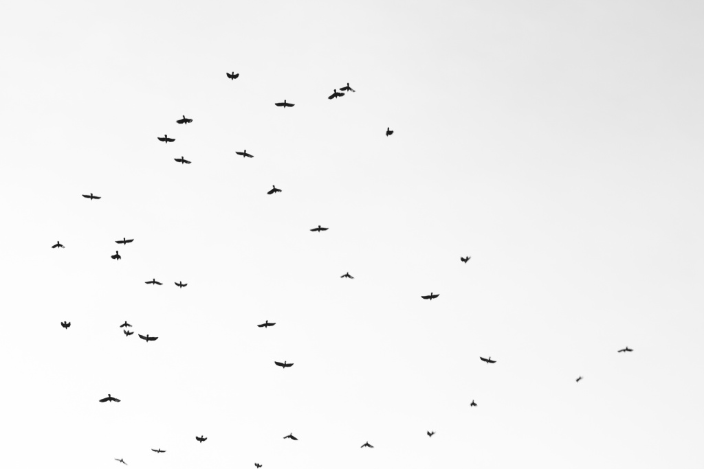 7 Tipps, wie Sie Schwarz-Weiß-Bilder verbessern können - Minimalismus