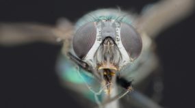 Entdecken Sie den Zauber von Focus Stacking