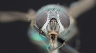 Entdecken Sie den Zauber von Focus Stacking