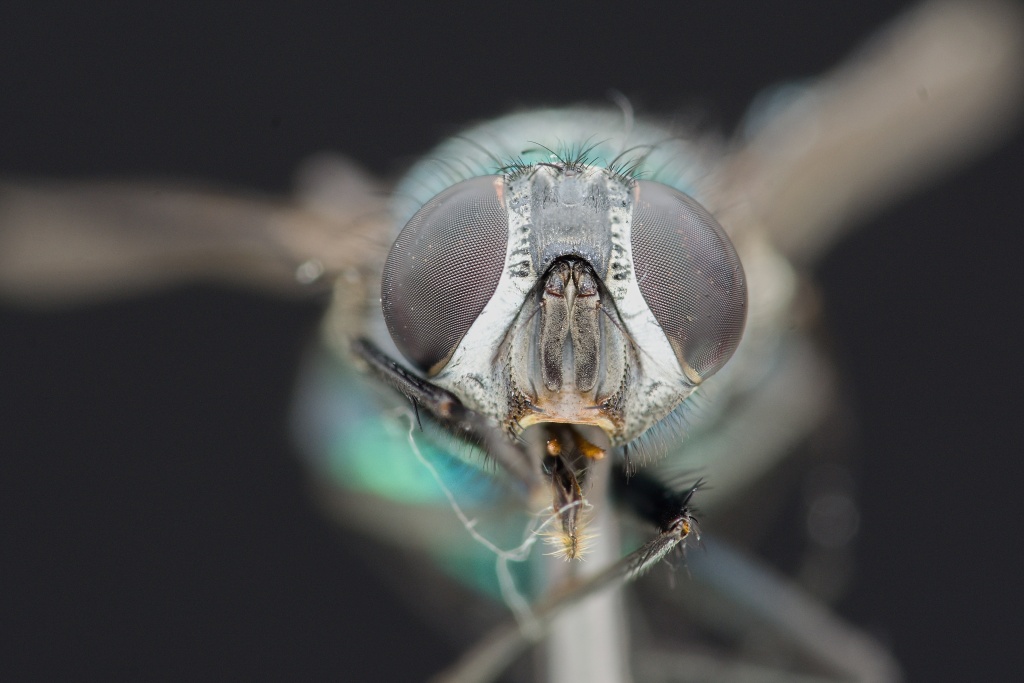 Focus Stacking: das Finalbild.
