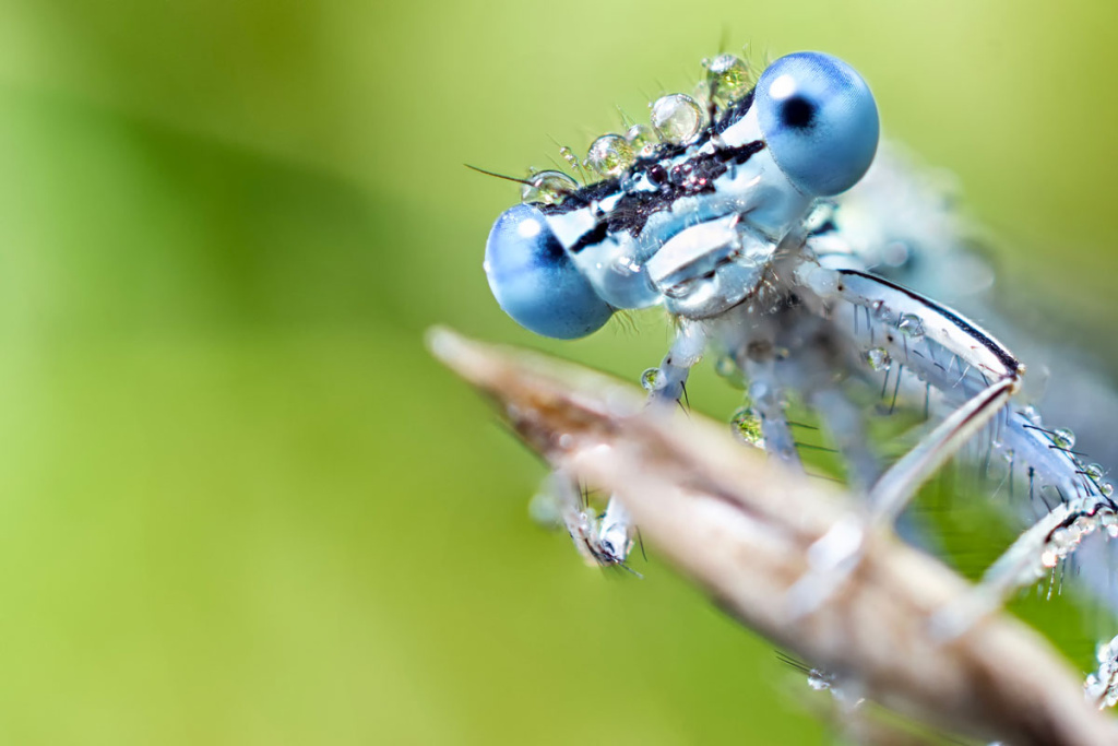 Makro oder Close up: Auf diesem Bild ist der Kopf der Libelle bereits vergrößert und wir können bereits von der Makrofotografie sprechen.