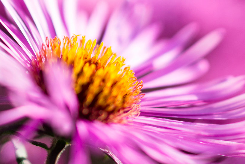 Makro oder Close up: Makroaufnahme einer Blume, bei der die Stempel der Blume erfasst werden.