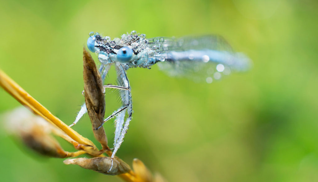 Makro oder Close Up? Wir zeigen Ihnen den Unterschied