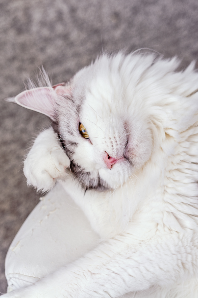 katzen fotografieren lustige fotos