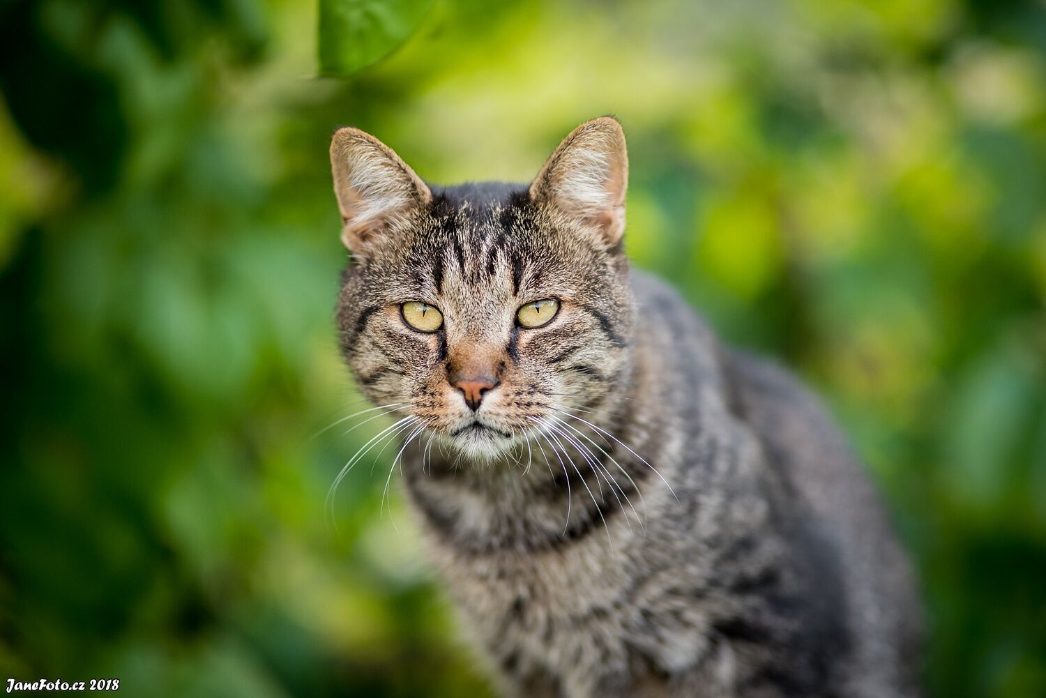 katzen foto Tierfotografie