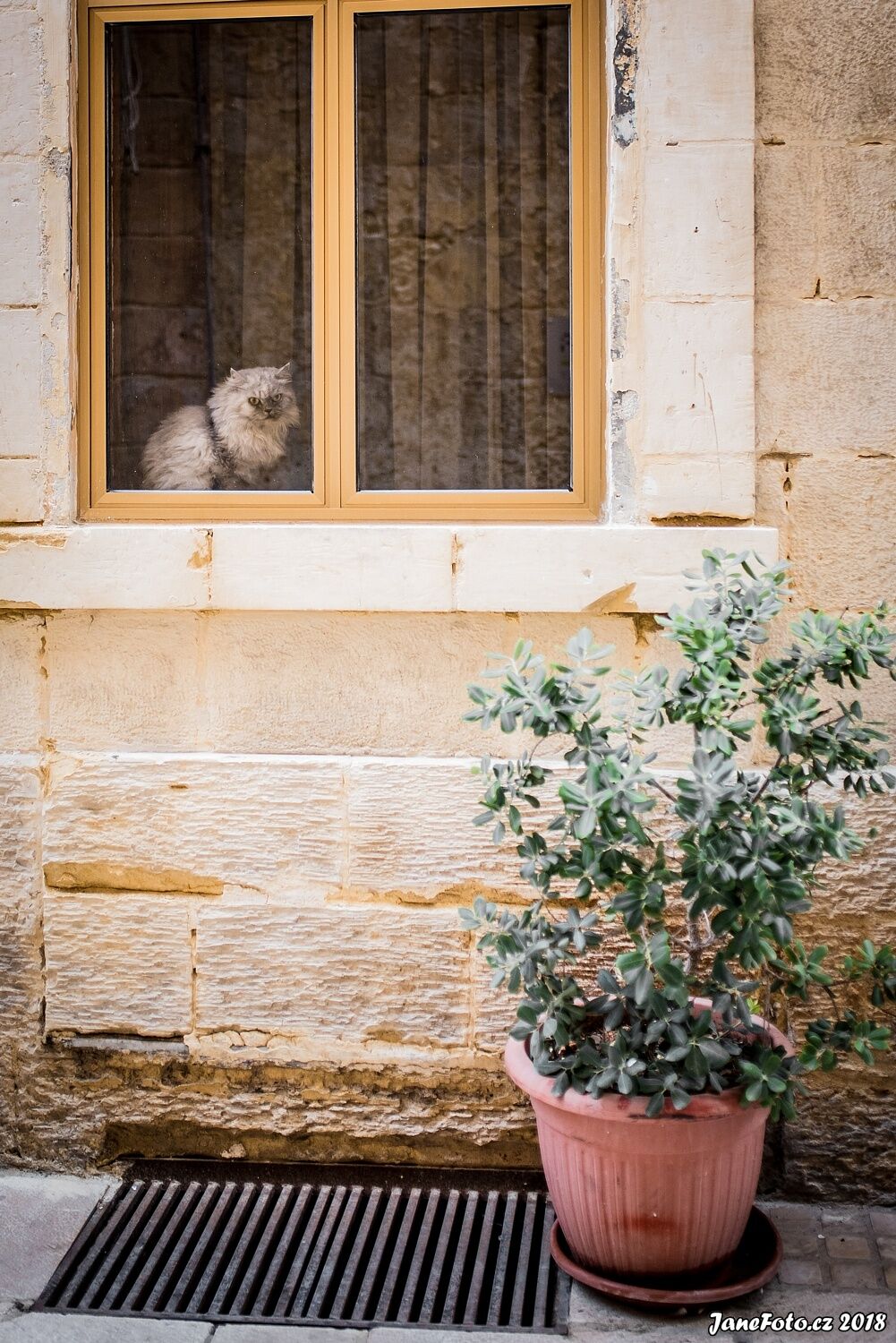 foto katzen fotografieren