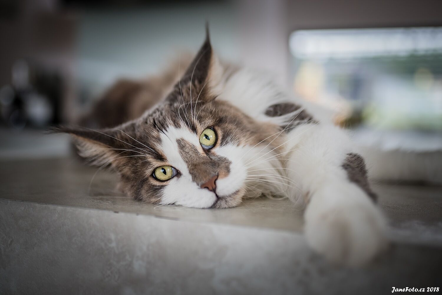 katzen fotografieren foto
