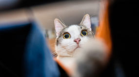 katzen foto lustige