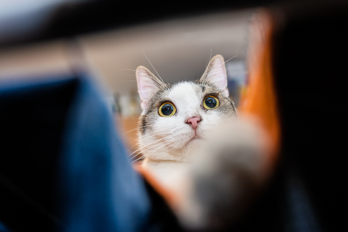 katzen foto lustige