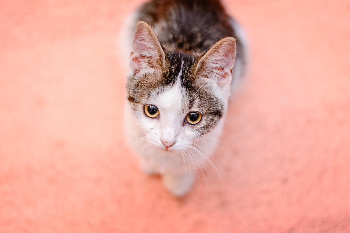 katzen fotografieren foto