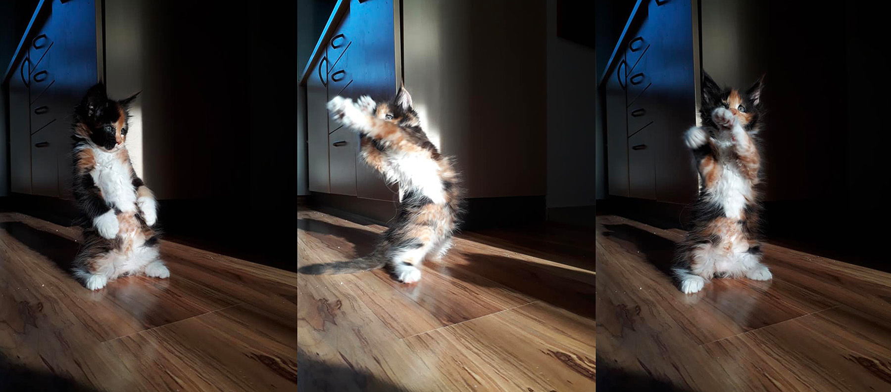 katzen fotografieren yoga