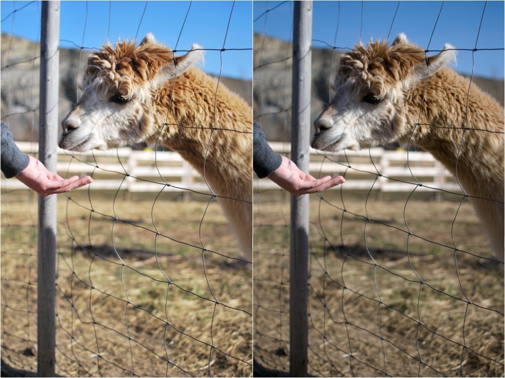 Der ewige Kampf RAW versus JPG - lama raw jpg