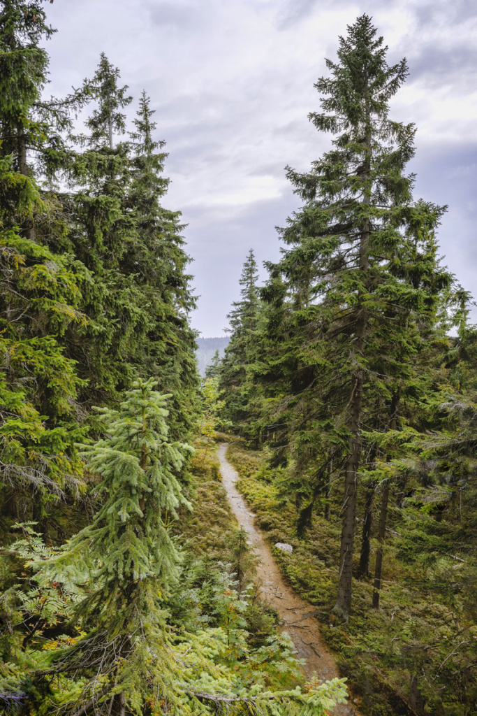 Landschaften anders fotografieren - waldweg