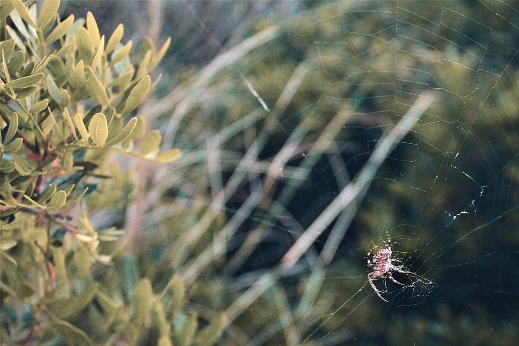 Wie fotografiert man im Urlaub - spinne