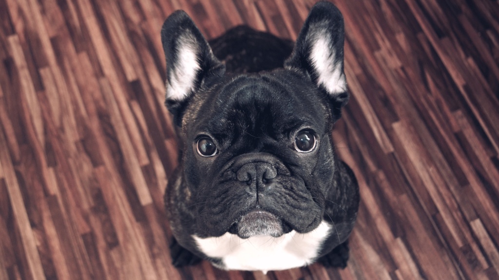 Wie man Hunde fotografiert - Ralf