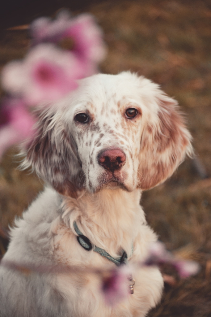 Wie man Hunde fotografiert - Vilik
