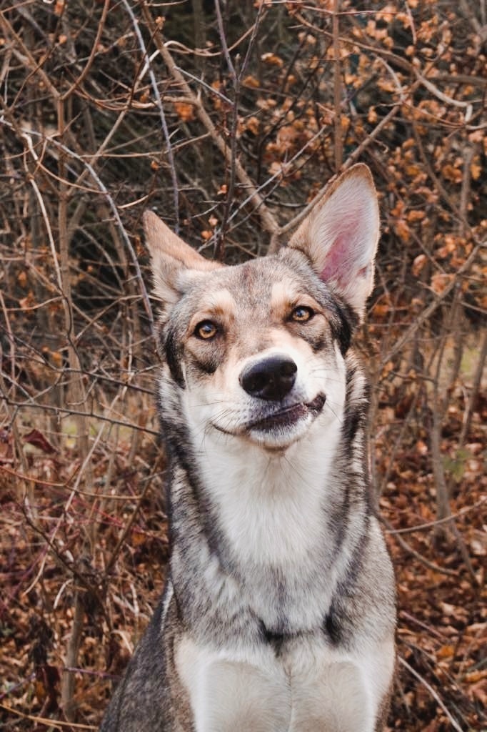 Wie man Hunde fotografiert