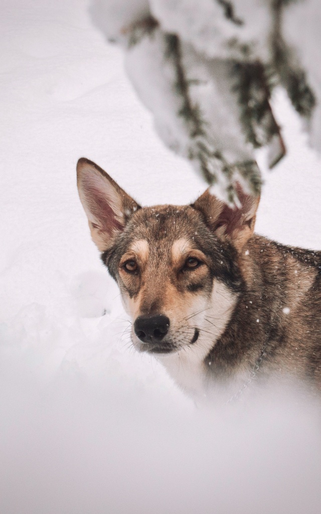 Wie man Hunde fotografiert - Arista, Schnee