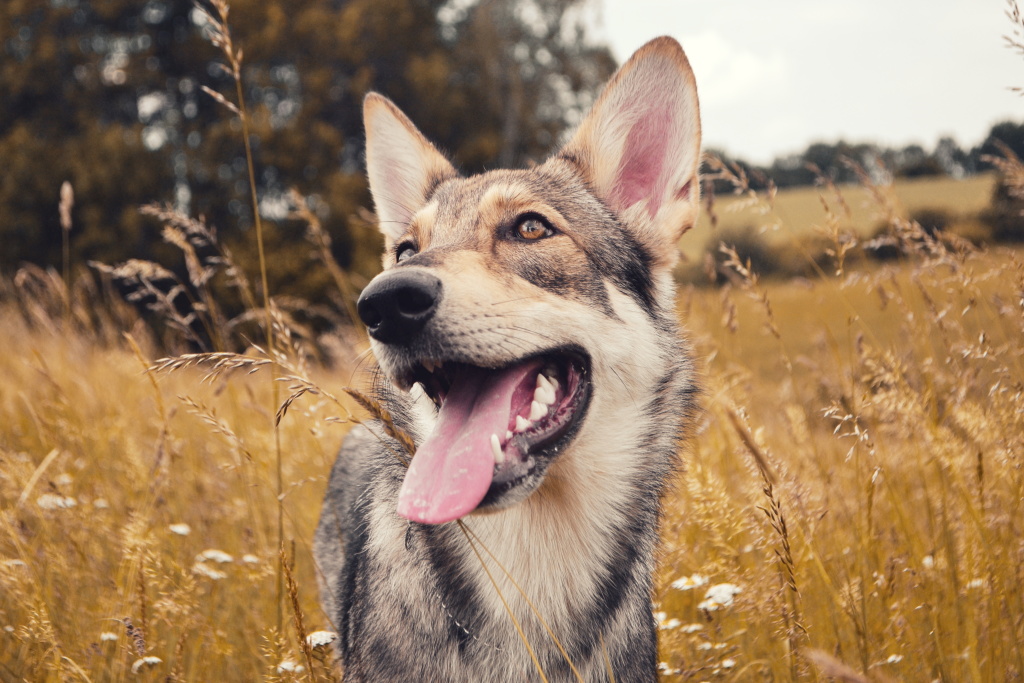 Wie man Hunde fotografiert - Arista weitwinkel
