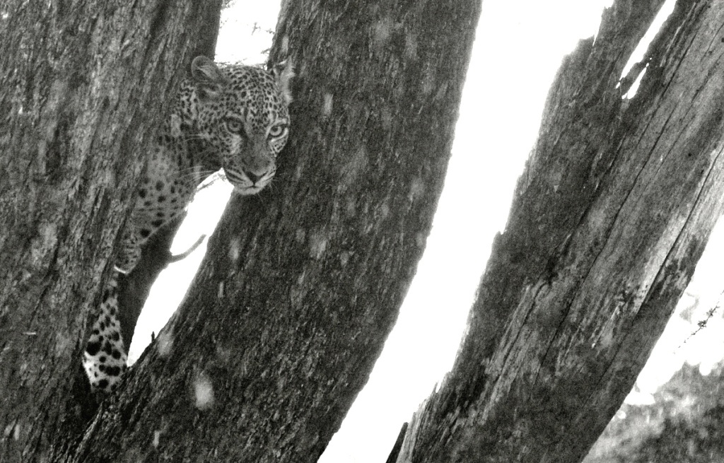 Der „fotografierende Regisseur“ Jan Svatoš: Analog fasziniert mich, Digital stiehlt nicht die Seele, sondern Zeit
