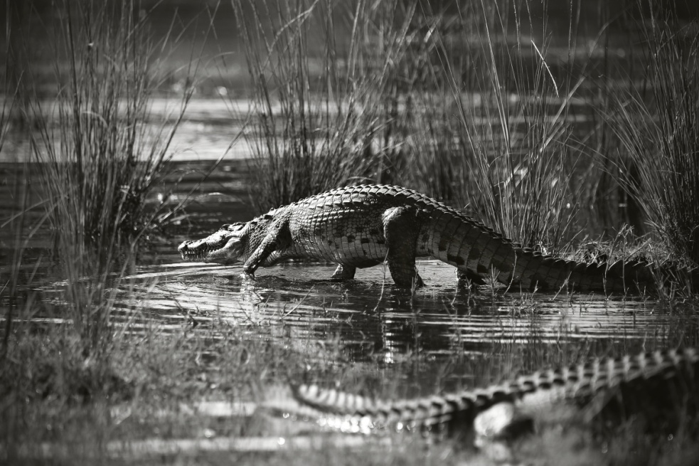 Der „fotografierende Regisseur“ Jan Svatoš: Analog fasziniert mich, Digital stiehlt nicht die Seele, sondern Zeit