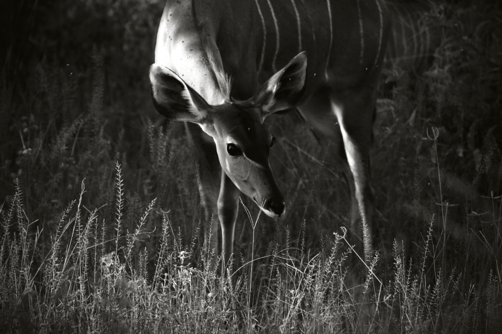 Der „fotografierende Regisseur“ Jan Svatoš: Analog fasziniert mich, Digital stiehlt nicht die Seele, sondern Zeit