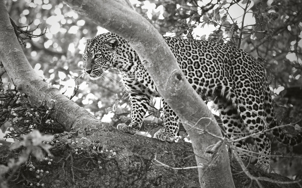 Der „fotografierende Regisseur“ Jan Svatoš: Analog fasziniert mich, Digital stiehlt nicht die Seele, sondern Zeit