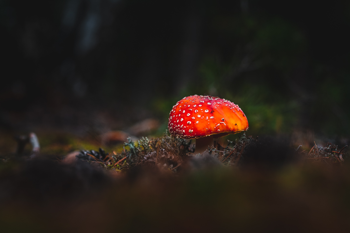 Von Grund auf! Probieren Sie, aus der Ameisenperspektive zu fotografieren