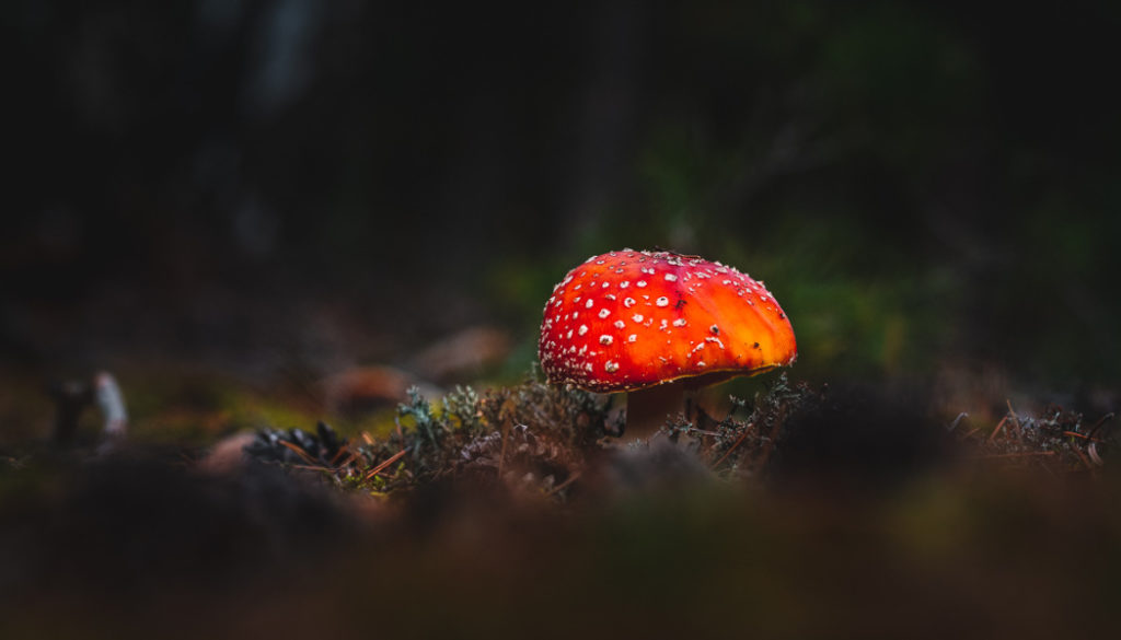 Von Grund auf! Probieren Sie, aus der Ameisenperspektive zu fotografieren