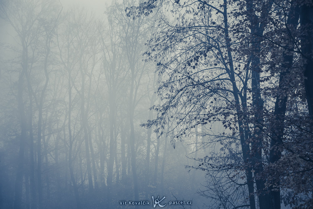 So fotografieren Sie Landschaft im Nebel: Achten Sie auf Details
