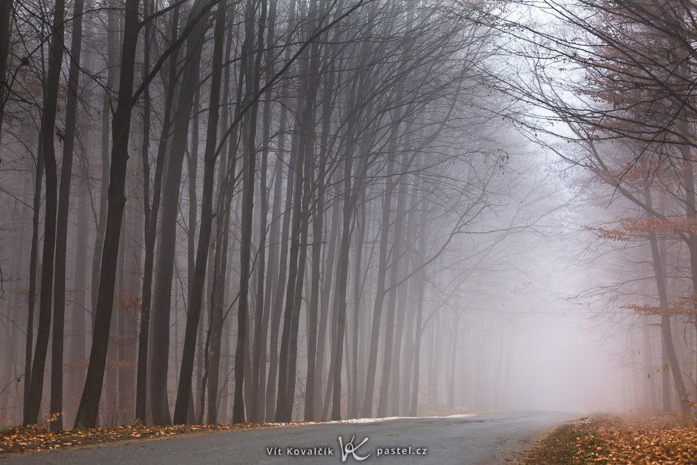 So fotografieren Sie Landschaft im Nebel: Achten Sie auf Details