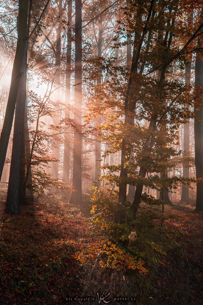 So fotografieren Sie Landschaft im Nebel: Achten Sie auf Details
