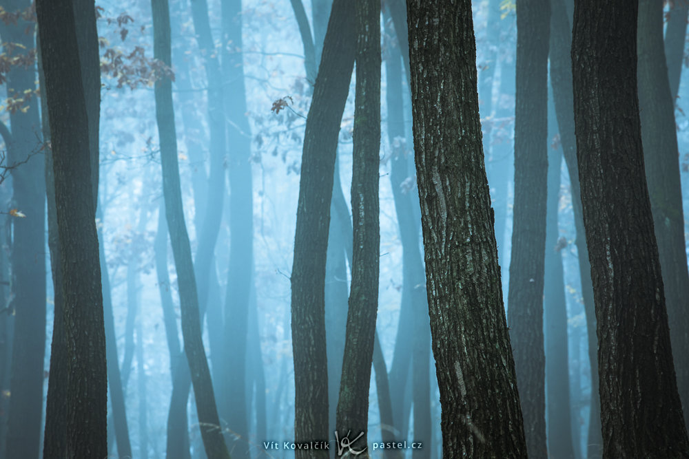 So fotografieren Sie Landschaft im Nebel: Achten Sie auf Details