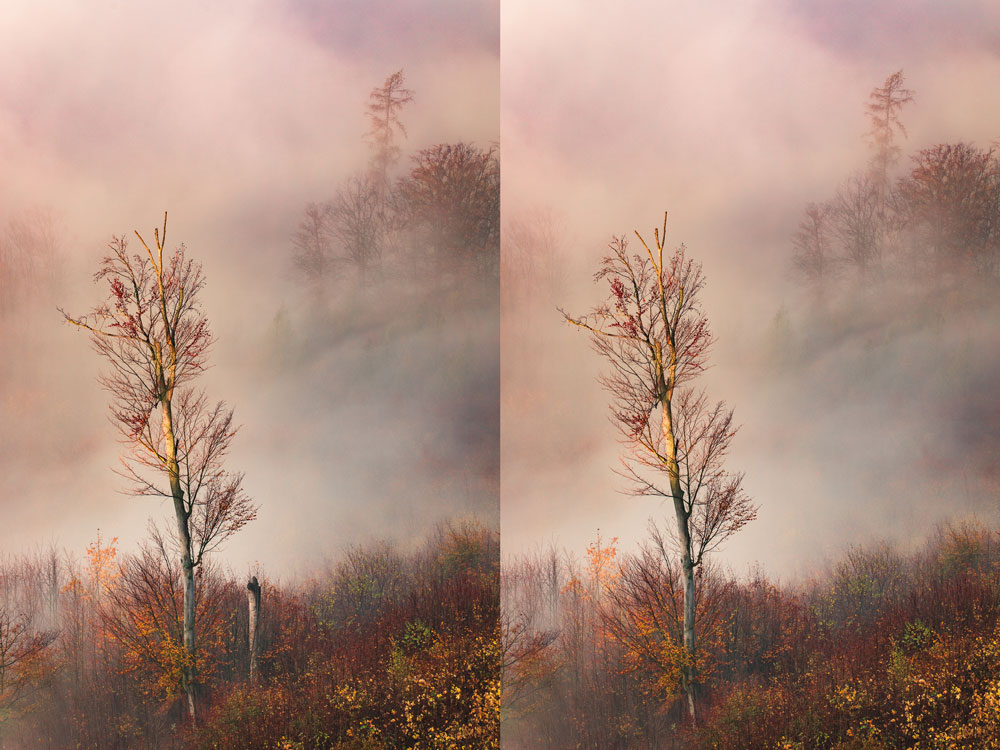 So fotografieren Sie Landschaft im Nebel: Achten Sie auf Details