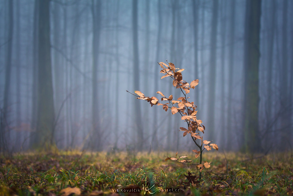 So fotografieren Sie Landschaft im Nebel: Achten Sie auf Details