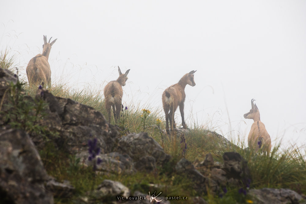 So fotografieren Sie Landschaft im Nebel: Achten Sie auf Details