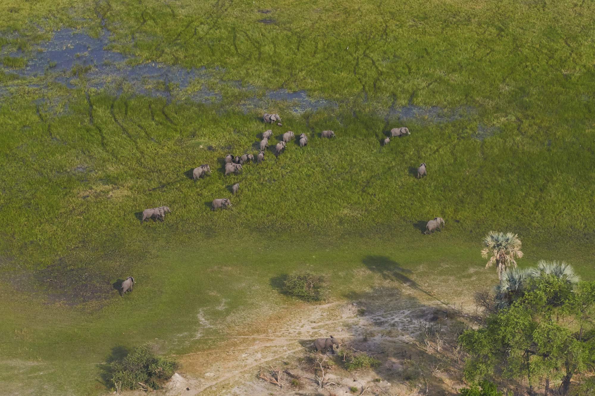 Fotoexpedition zu den afrikanischen Wildhunden - die schwer fassbaren Schatten Afrikas