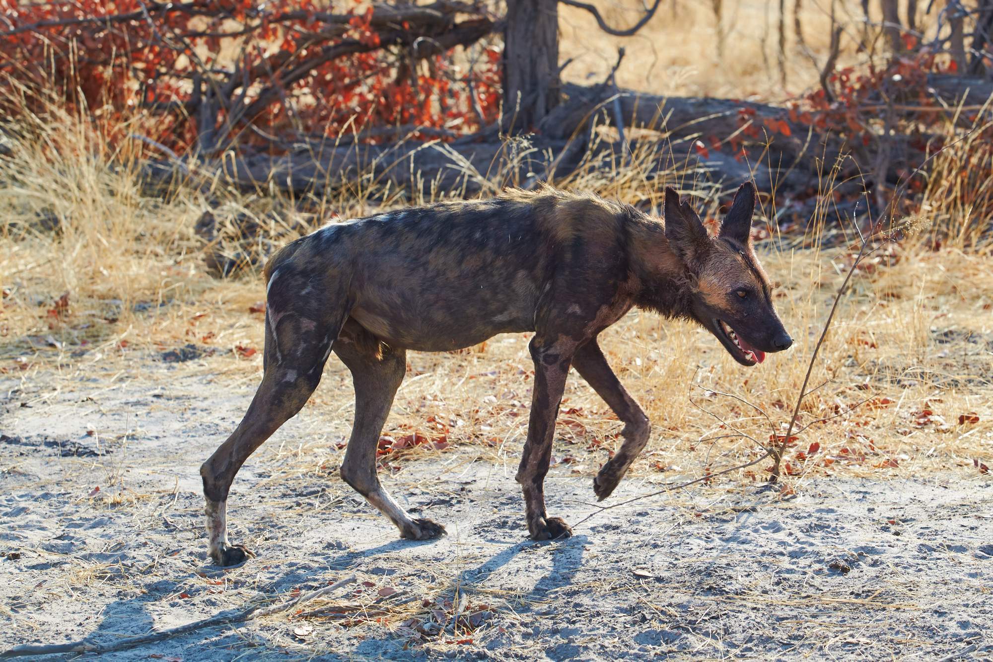 Fotoexpedition zu den afrikanischen Wildhunden - die schwer fassbaren Schatten Afrikas
