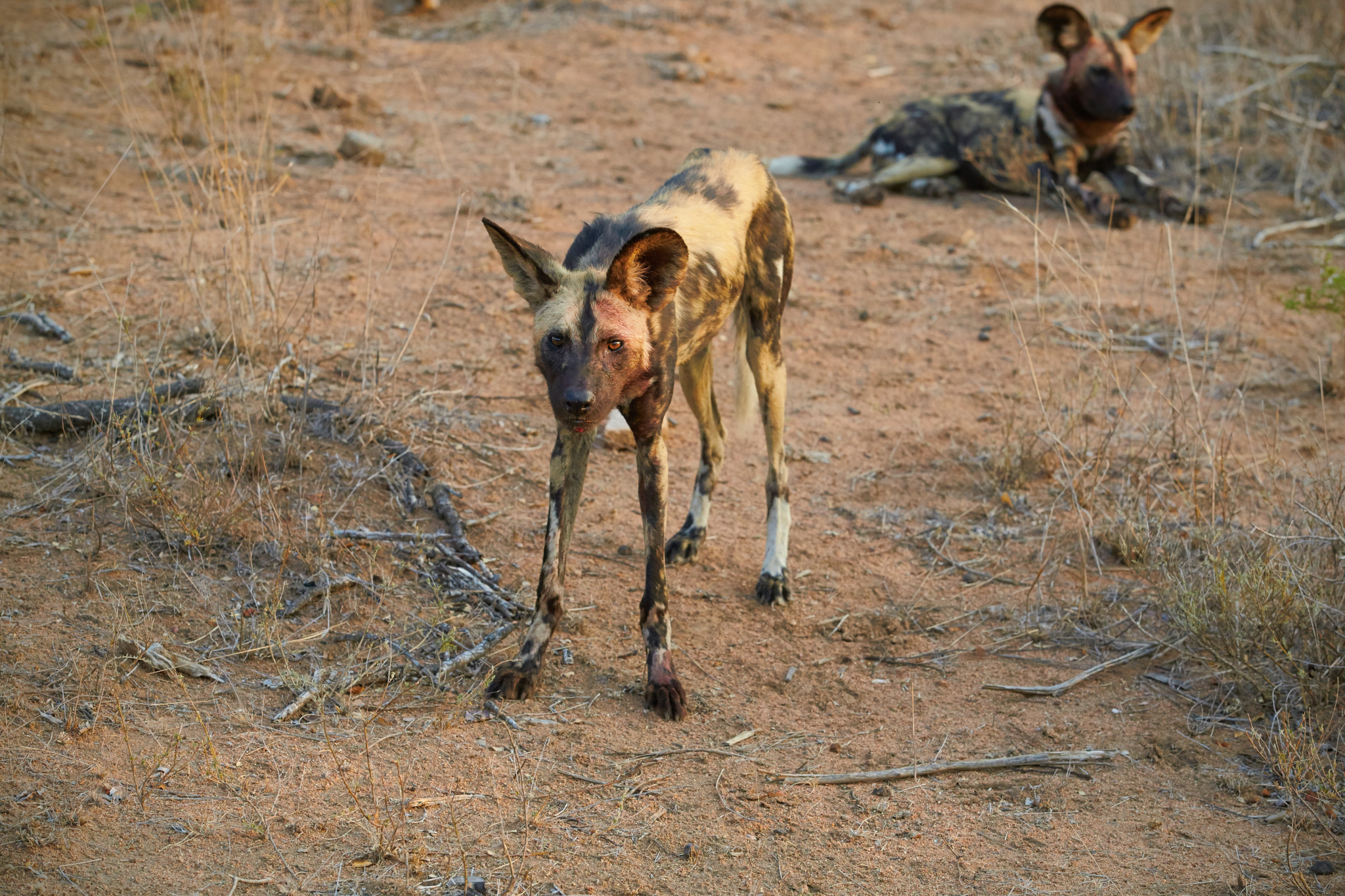 Fotoexpedition zu den afrikanischen Wildhunden - die schwer fassbaren Schatten Afrikas