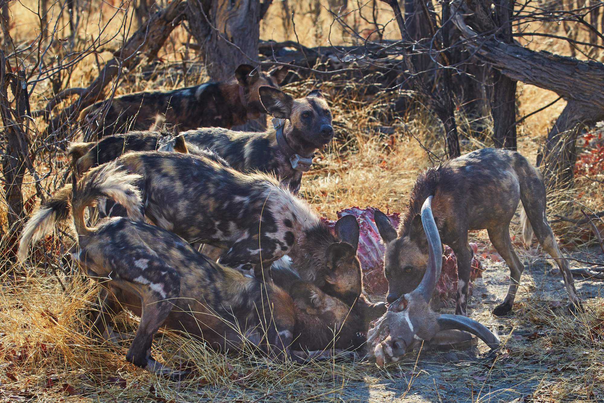 Fotoexpedition zu den afrikanischen Wildhunden - die schwer fassbaren Schatten Afrikas