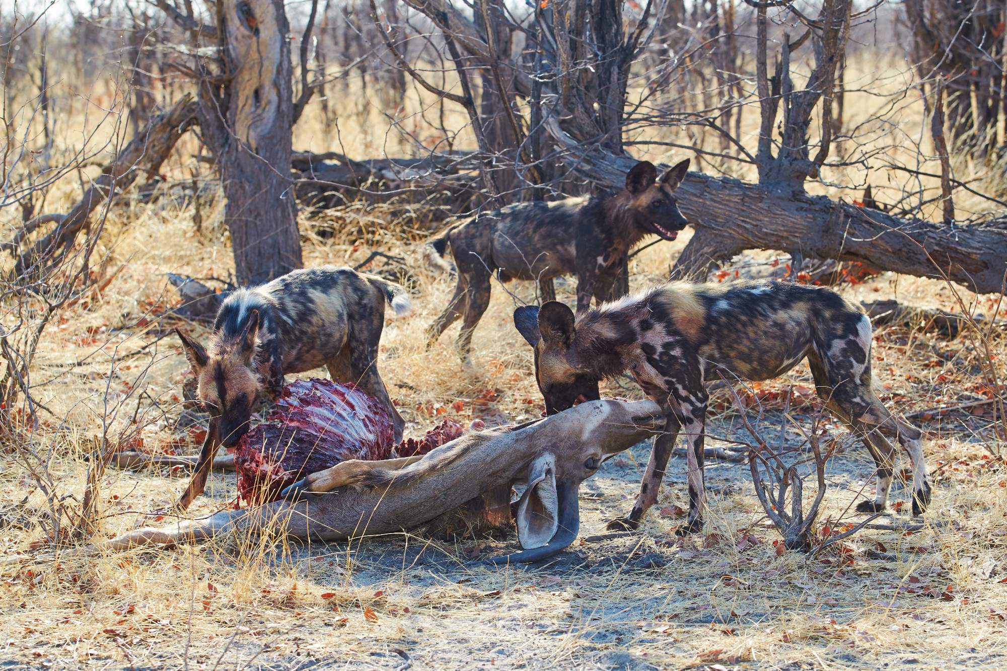 Fotoexpedition zu den afrikanischen Wildhunden - die schwer fassbaren Schatten Afrikas