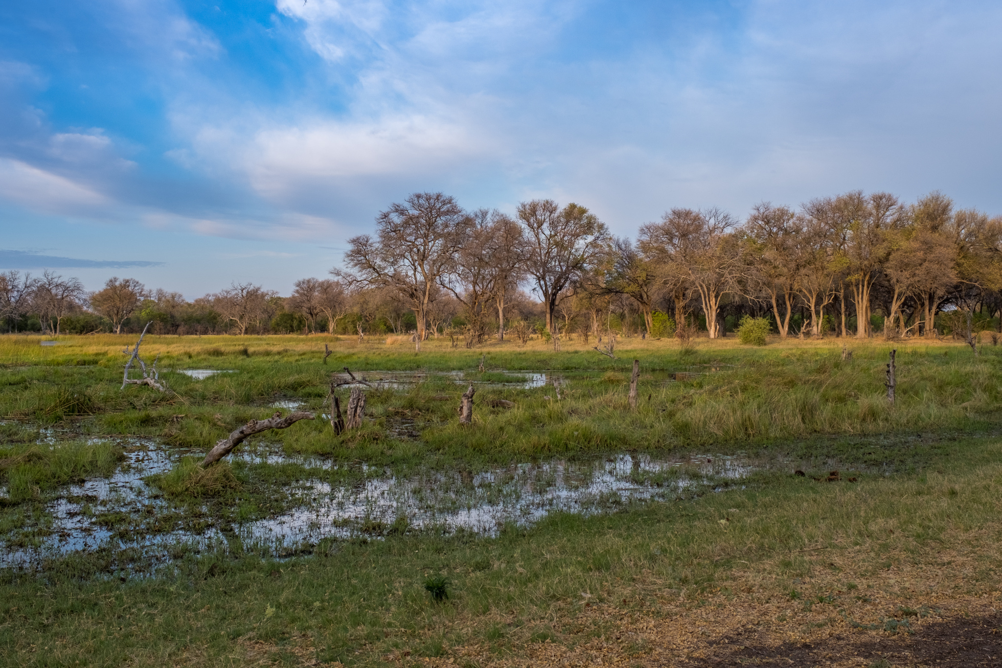 Fotoexpedition zu den afrikanischen Wildhunden - die schwer fassbaren Schatten Afrikas