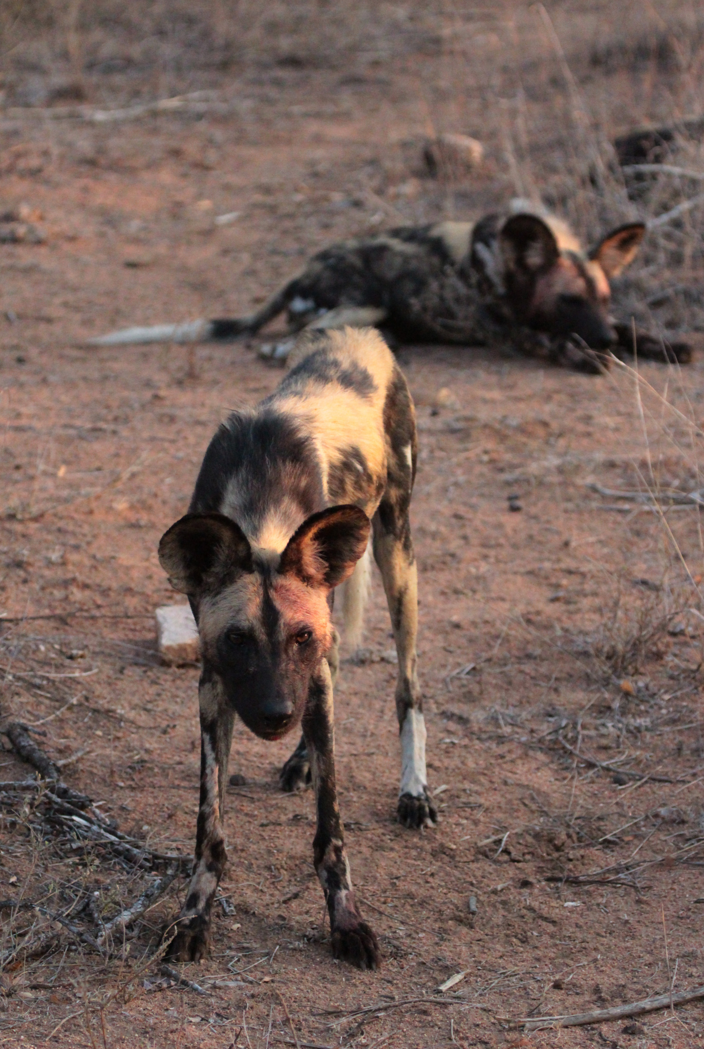Fotoexpedition zu den afrikanischen Wildhunden - die schwer fassbaren Schatten Afrikas