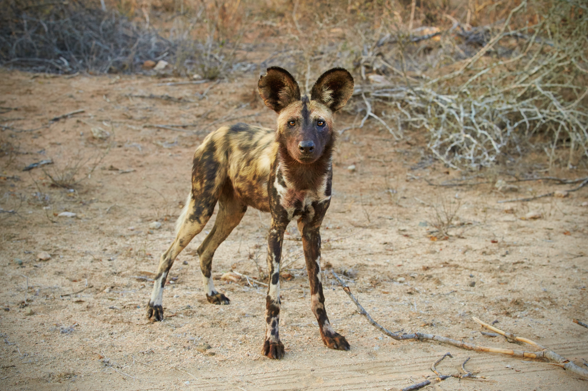 Fotoexpedition zu den afrikanischen Wildhunden - die schwer fassbaren Schatten Afrikas
