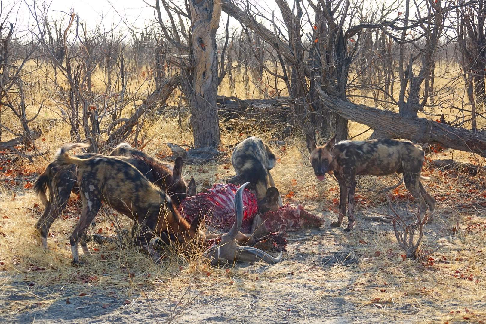 Fotoexpedition zu den afrikanischen Wildhunden - die schwer fassbaren Schatten Afrikas