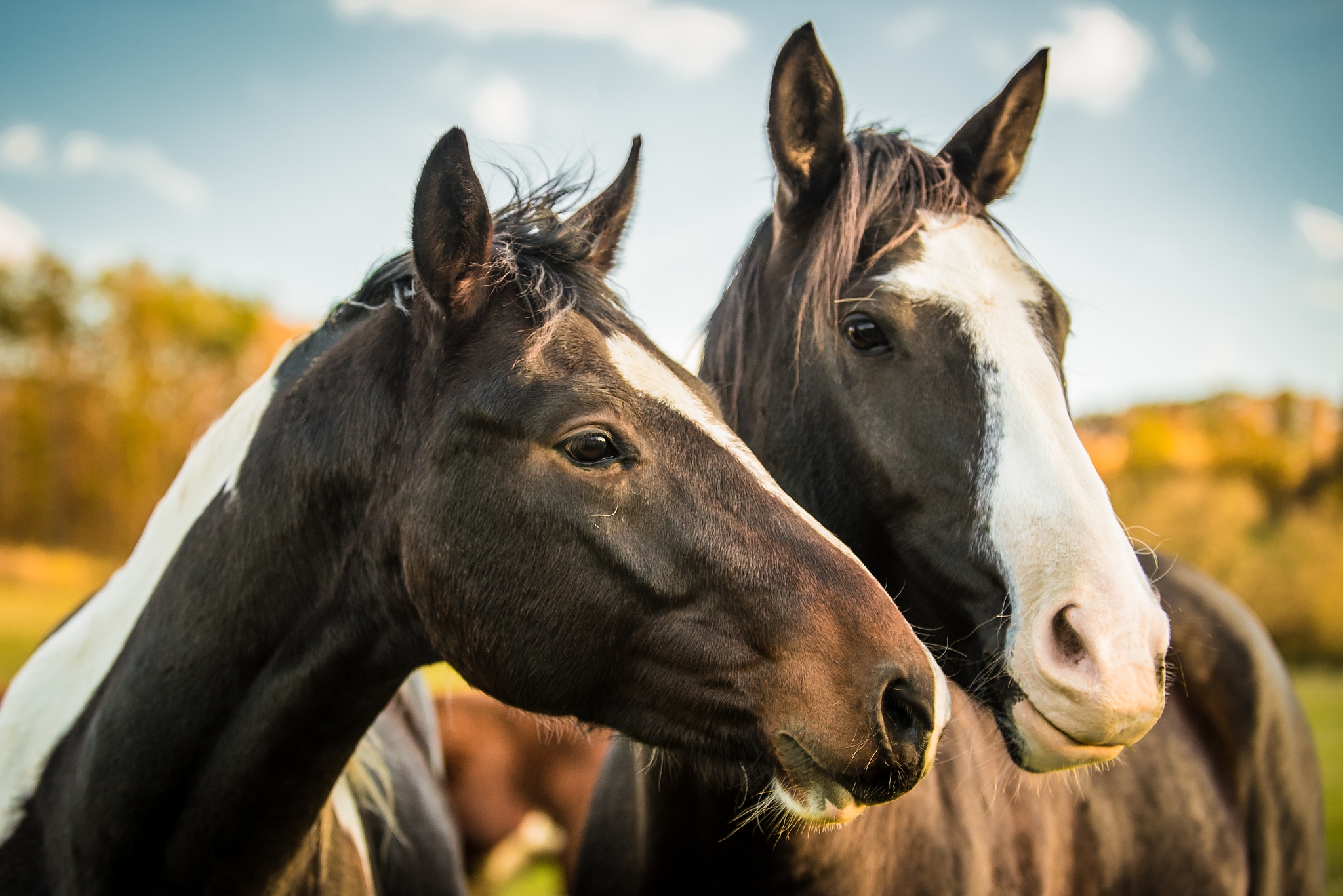 Wie fotografiert man Pferde? Baden, Ohren nach vorne und auf die Komposition achten