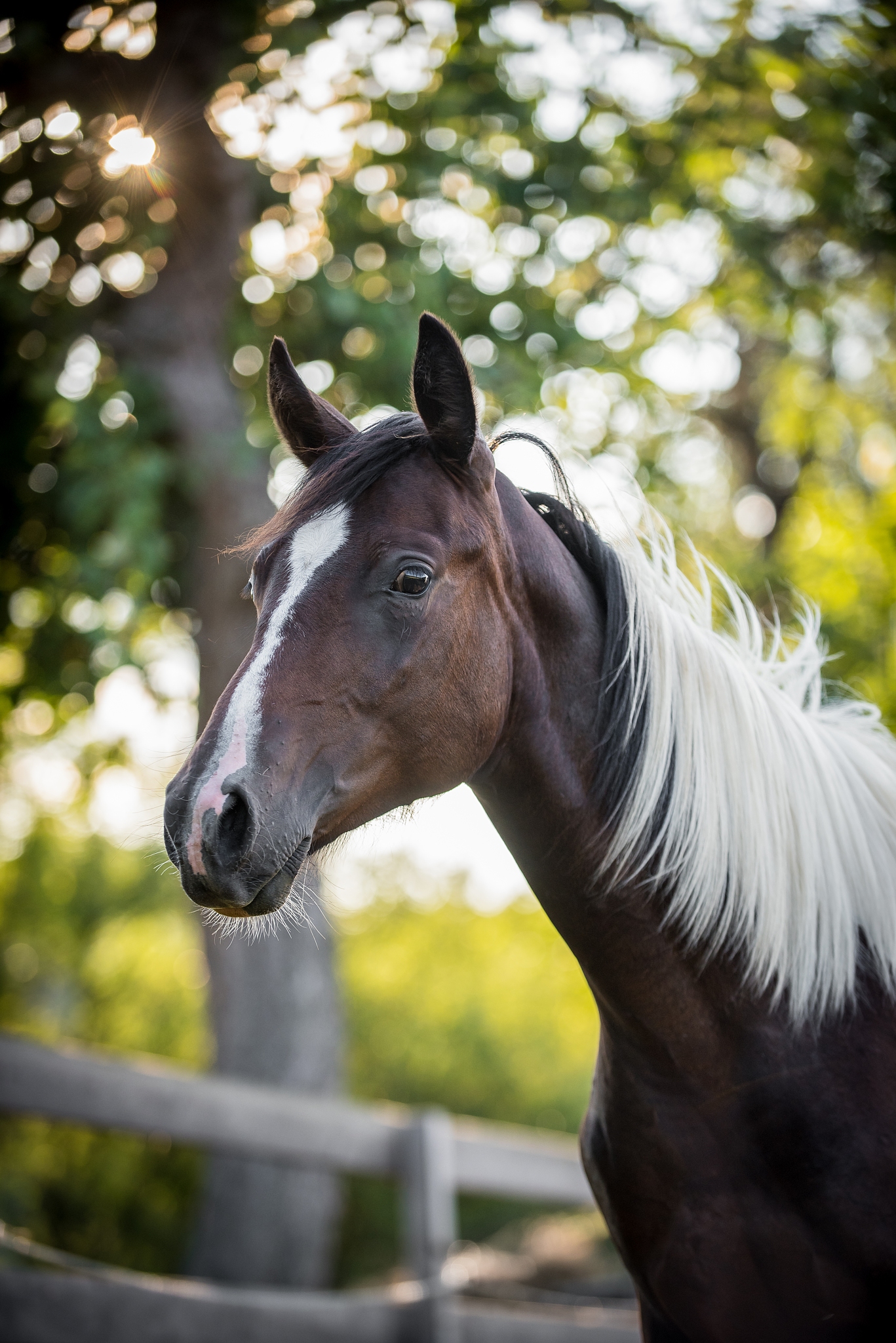 Wie fotografiert man Pferde? Baden, Ohren nach vorne und auf die Komposition achten